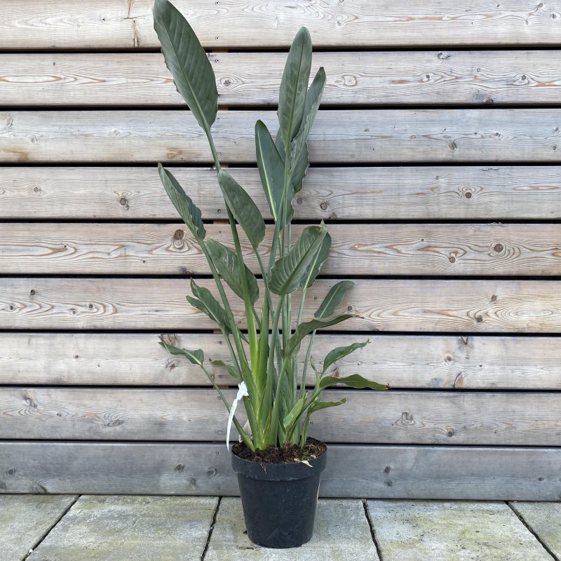 Strelitzia Reginae (Strelícia kráľovská) kont. C18L, výška: 80-100 cm 